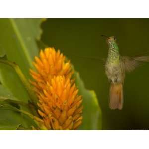 Hummingbird Hovers Above Orange Flower, Frontal View, Wings Extended 