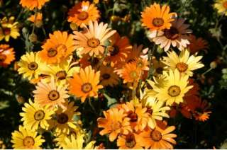 B0055 Dimorphotheca sinuata African Daisy Cape Marigold 500 Flower 