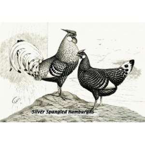   By Buyenlarge Silver Spangled Hamburghs 20x30 poster