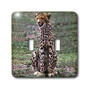  Wild animals   Cheetah   Light Switch Covers   double 