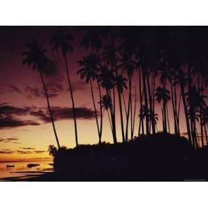 Kapuaiwa Coconut Grove Contains the Last Surviving Royal Coconut Palms 