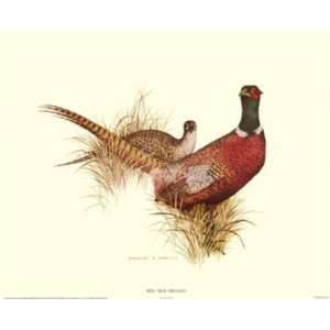  Charles Murphy   Ring Necked Pheasant Canvas
