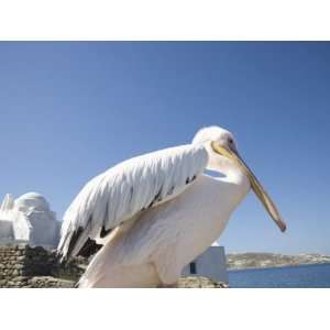  Pelican, Chora, Mykonos, Cyclades, Greek Islands, Greece 
