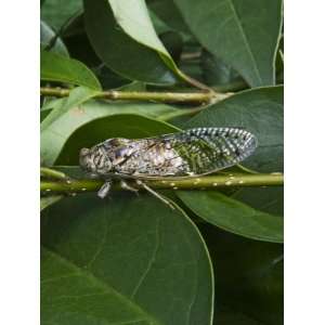  Cicada, Annual Cicada, (Tibicen Linnei) Photographic 