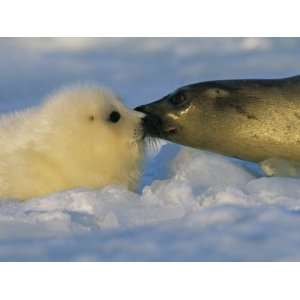  A Mother Harp Seal Sniffs Her Pup for Instant Recognition 