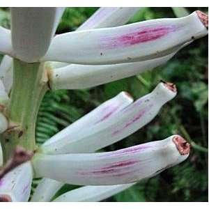  1 LIVE Musa campestris var. limbangensis (Light) Limbang 