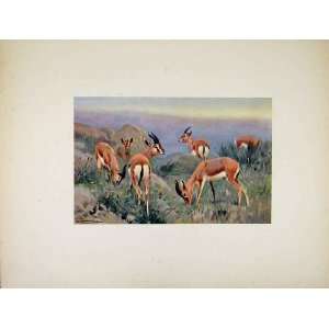   Colored Old Print Portraiture Animal Buck Gazelle Art