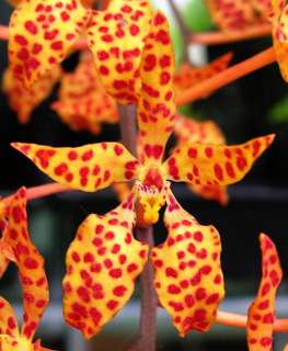 Renanthera monachica (Vanda Alliance) Species Orchid Plant  