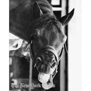  Seabiscuit Laughing