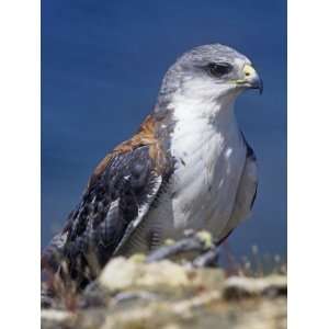 Red Backed Buzzard, Buteo Polyosoma, Falkland Islands Photographic 