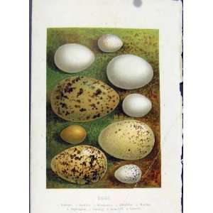  Eggs Thorburn C1883 Color Print Woodpecker Sea Gull Art 