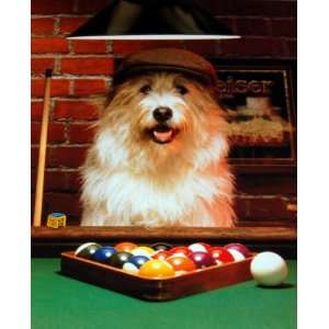  Dog Gone Pool    shrink wrapped, shipped flat poster 16 x 