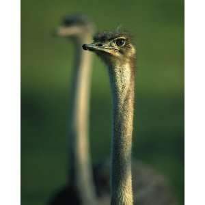  National Geographic, Ostrich Head, 8 x 10 Poster Print 