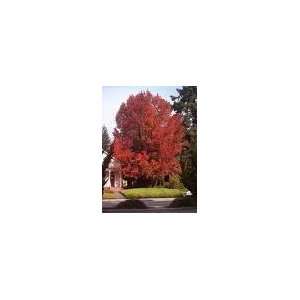    Nice Sweet Gum Tree 18 to 24 Inches Tall Patio, Lawn & Garden