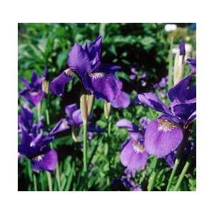    Iris   Caesars Brother   #1 Container Patio, Lawn & Garden