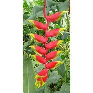  10 Heliconia Rostrata Lobster Claw Banana Type House Plant 