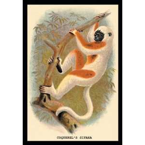 Coquerels Sifaka 24x36 Giclee 