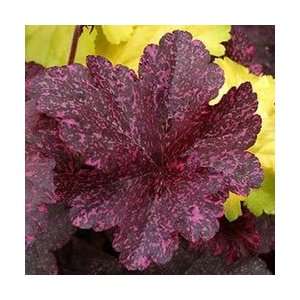  Coral Bells   Midnight Rose Perennial Flower Patio, Lawn 