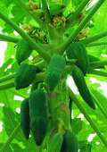   female flowers on separate plants however some of the papaya plants