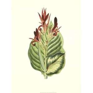  Van Houtt   Tropical Canna IV Hand Colored