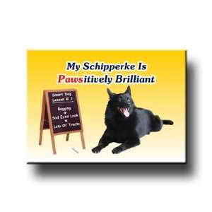  Schipperke Pawsitively Brilliant Fridge Magnet Everything 