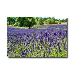 Lavender Field I Giclee Print 
