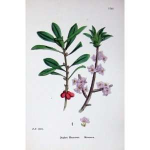  Mezereon Daphne Mezereum Botany Plants C1902 Colour