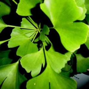  Ginkgo 2 foot slightly branched bareroot tree Patio, Lawn 