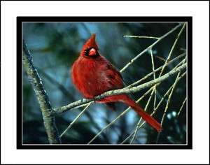 Red Cardinal, male s/n print of my painting dbl mat  