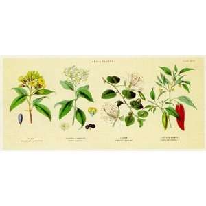 Spice Plants II by William Rhind 20x10 Grocery & Gourmet Food