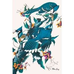  Blue Jay John James Audubon. 12.00 inches by 18.00 inches 