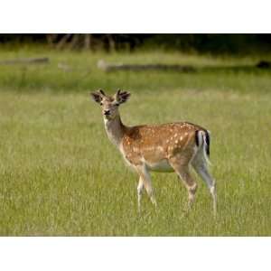  Fallow Deer (Dama Dama) Buck, Sidney Spit, British 