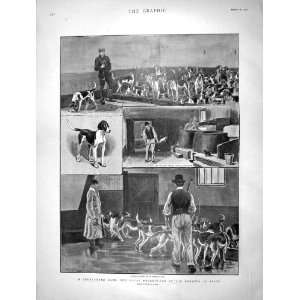  1901 Royal Buckhounds Dogs Kennels Ascot Orient Ship