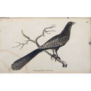  Variegated Coucal Bird Engraved Copper Art Old Print