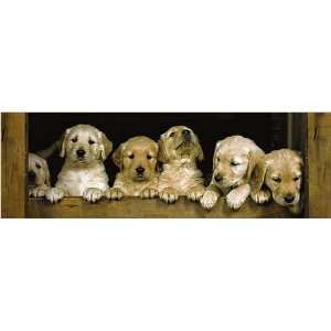  Golden Retriever Puppies Poster Print, 35.5x11.75