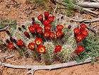 BEAUTIFUL Strawberry Hedgehog cactus (Echinocereus triglochidiatu​s 