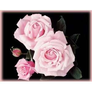  Memorial Day (Rosa Hybrid Tea)   Bare Root Rose Patio 