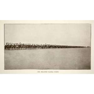  1907 Print India Bikanir Camel Corps Military Caravan 