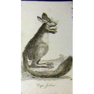  Cape Jerboa 1802 Natural History Print Animal Johnson 
