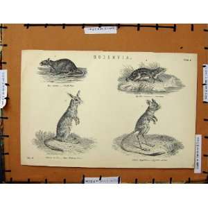   Antique Print C1800 1870 Black Rat Lemming Jerboa Hare