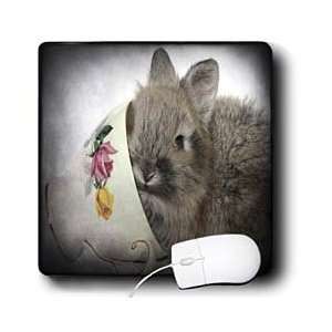  Cassie Peters Rabbits   Lionhead Bunny in a Teacup   Mouse 