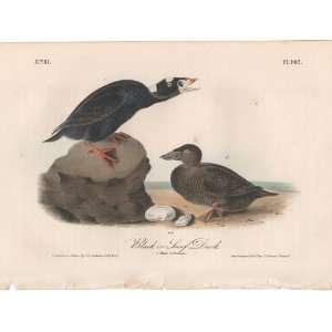  Black or Surf Duck   Original Audubon 1st Edition Octavo 