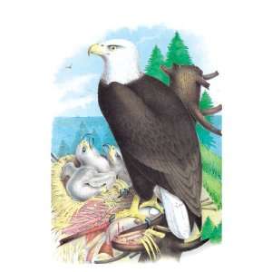  Bald Eagle (White Headed Eagle) 16X24 Canvas Giclee