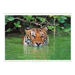 Tiger Close Up Poster Print 