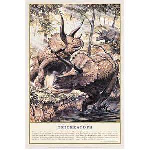 Animals Posters Dinosaurs   Triceratops Poster   33.5x23.8 inches 