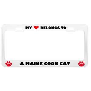  A Maine Coon Cat Pet White Metal License Plate Frame Tag 