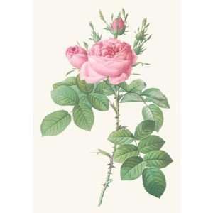  Rosa Bifera Officinalis   Pierre Redoute 9x13