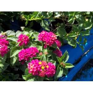   Anne Marie Dark Pink Lantana 1 Gallon Live Plant Patio, Lawn & Garden