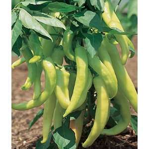  Pepper, Hot, Yellow Cayenne Hyb 1 Pkt. (30 Seeds) Patio 