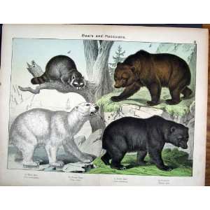  Brownbear Polarbear Raccoon Schubert 1889 Antique Print 